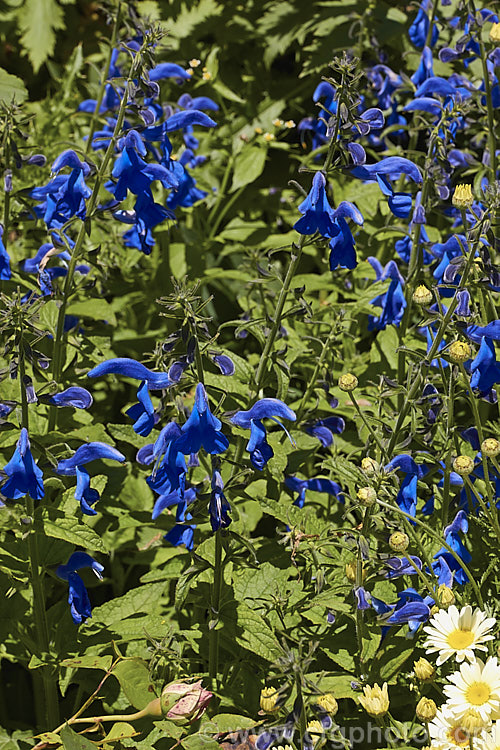 Gentian Sage (<i>Salvia patens</i>), a 30–100cm high, late summer- to autumn-flowering herbaceous perennial found over large parts of central Mexico. There are several cultivated forms differing in size and flower colour. Order: Lamiales, Family: Lamiaceae