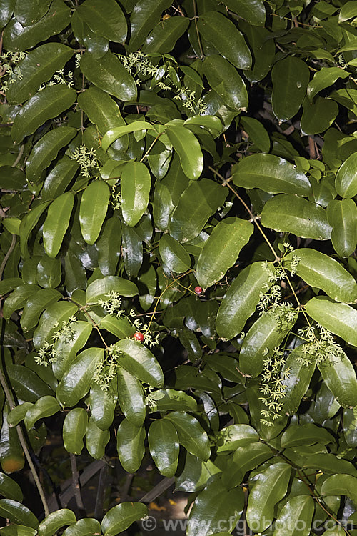 Supplejack (<i>Ripogonum scandens</i>), a vigorous evergreen climbing shrub, a liane or liana, native to New Zealand Its leaves are large (up to 125mm long</i>) and leathery, and clothe dense, tangled stems that can scale large trees. In late spring and early summer it produces sprays of tiny green flowers that develop into berries that redden when ripe