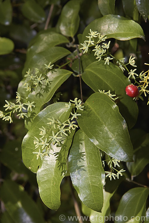 Supplejack (<i>Ripogonum scandens</i>), a vigorous evergreen climbing shrub, a liane or liana, native to New Zealand Its leaves are large (up to 125mm long</i>) and leathery, and clothe dense, tangled stems that can scale large trees. In late spring and early summer it produces sprays of tiny green flowers that develop into berries that redden when ripe