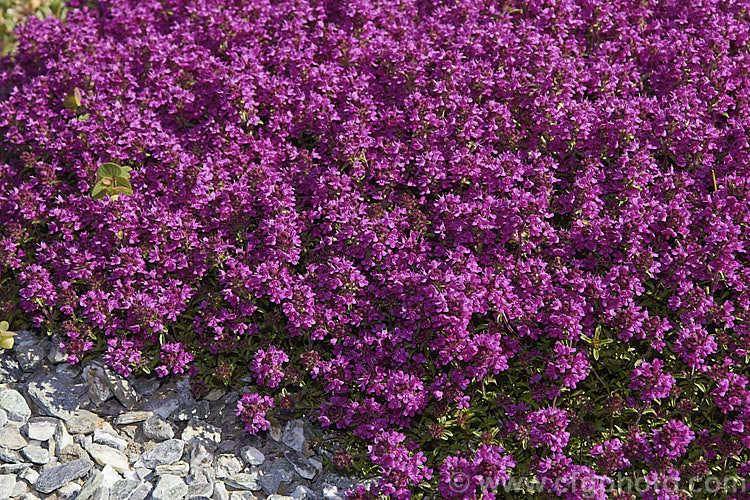Thymus serpyllum 'Coccineus', a spreading, deep purple-red-flowered cultivar of the common. Thyme, a prostrate, evergreen, summer-flowering shrub from northern Europe with very aromatic foliage occasionally used in cooking and which has given rise to many such garden cultivars. Order: Lamiales, Family: Lamiaceae