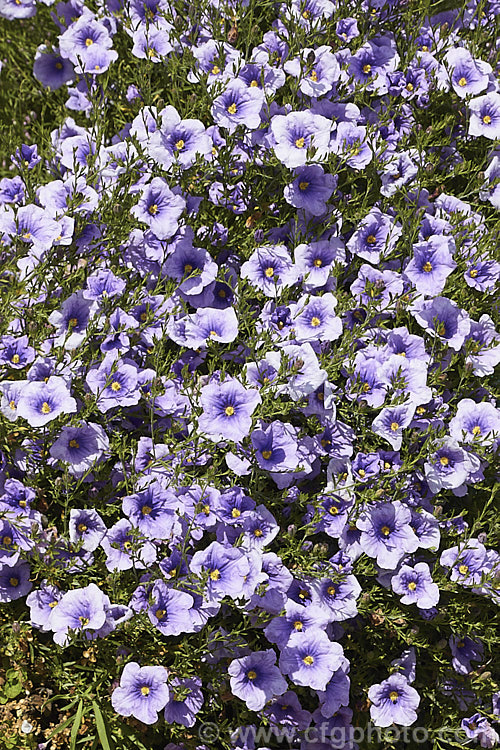 Nierembergia gracilis 'Starry Eyes', a cultivar of a low, spreading, summer-flowering perennial native to Paraguay and Argentina. The narrow leaves are usually less than 3cm long and the flowers can be up to 4cm across. nierembergia-2908htm'>Nierembergia.
