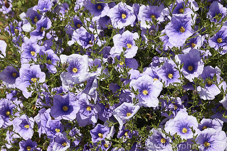 Nierembergia gracilis 'Starry Eyes', a cultivar of a low, spreading, summer-flowering perennial native to Paraguay and Argentina. The narrow leaves are usually less than 3cm long and the flowers can be up to 4cm across. nierembergia-2908htm'>Nierembergia.