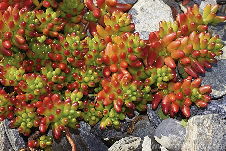 Aurora'. Jelly Bean Plant (<i>Sedum rubrotinctum 'Aurora'), an especially brightly coloured cultivar of a low, spreading, very fleshy leaved succulent native to California and Mexico. It colours best in full sun, developing red and orange tones, which together with their shape and size give the plant its common name. The sprays of small yellow flowers appear mainly in spring. sedum-2492htm'>Sedum. <a href='crassulaceae-plant-family-photoshtml'>Crassulaceae</a>.