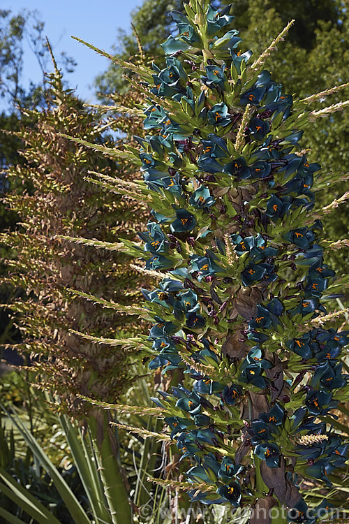 Puya alpestris, a spectacularly coloured summer-flowering bromeliad native to Chile. The flower spikes can grow to over 18m tall but the foliage clump is only around 1-1.5m high and wide. Most cultivated plants labelled. Puya alpestris are actually. Puya berteroniana, which is similar but larger, up to 4m high in flower, with slightly less green-tinted flowers