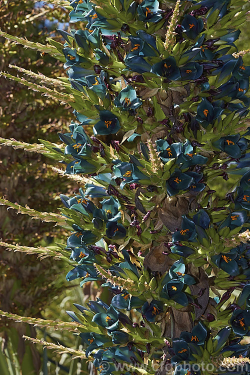 Puya alpestris, a spectacularly coloured summer-flowering bromeliad native to Chile. The flower spikes can grow to over 18m tall but the foliage clump is only around 1-1.5m high and wide. Most cultivated plants labelled. Puya alpestris are actually. Puya berteroniana, which is similar but larger, up to 4m high in flower, with slightly less green-tinted flowers