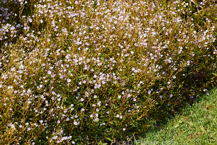 <i>Veronica catarractae</i> (syn. <i>Parahebe catarractae</i>), a low growing, spreading evergreen perennial or subshrub native to New Zealand. Wild forms usually have pinkish-red marked white to pale lavender flowers, but darker cultivars are common in cultivation. Order: Lamiales, Family: Plantaginaceae