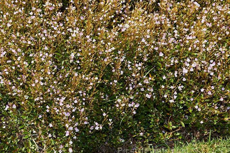 <i>Veronica catarractae</i> (syn. <i>Parahebe catarractae</i>), a low growing, spreading evergreen perennial or subshrub native to New Zealand. Wild forms usually have pinkish-red marked white to pale lavender flowers, but darker cultivars are common in cultivation. Order: Lamiales, Family: Plantaginaceae