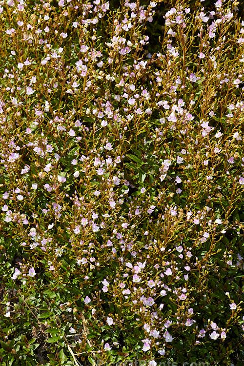 <i>Veronica catarractae</i> (syn. <i>Parahebe catarractae</i>), a low growing, spreading evergreen perennial or subshrub native to New Zealand. Wild forms usually have pinkish-red marked white to pale lavender flowers, but darker cultivars are common in cultivation. Order: Lamiales, Family: Plantaginaceae