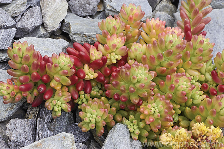 Jelly Bean Plant (<i>Sedum rubrotinctum</i>), a low, spreading, very fleshy leaved succulent native to California and Mexico. It leaves colour brightly in full sun, developing red and orange tones, which together with their shape and size give the plant its common name. The sprays of small yellow flowers appear mainly in spring. sedum-2492htm'>Sedum. <a href='crassulaceae-plant-family-photoshtml'>Crassulaceae</a>.