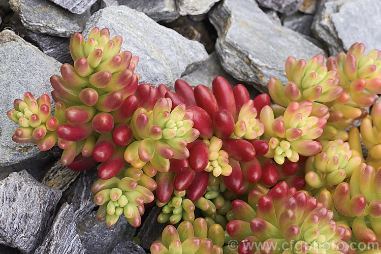 Jelly Bean Plant (<i>Sedum rubrotinctum</i>), a low, spreading, very fleshy leaved succulent native to California and Mexico. It leaves colour brightly in full sun, developing red and orange tones, which together with their shape and size give the plant its common name. The sprays of small yellow flowers appear mainly in spring. sedum-2492htm'>Sedum. <a href='crassulaceae-plant-family-photoshtml'>Crassulaceae</a>.