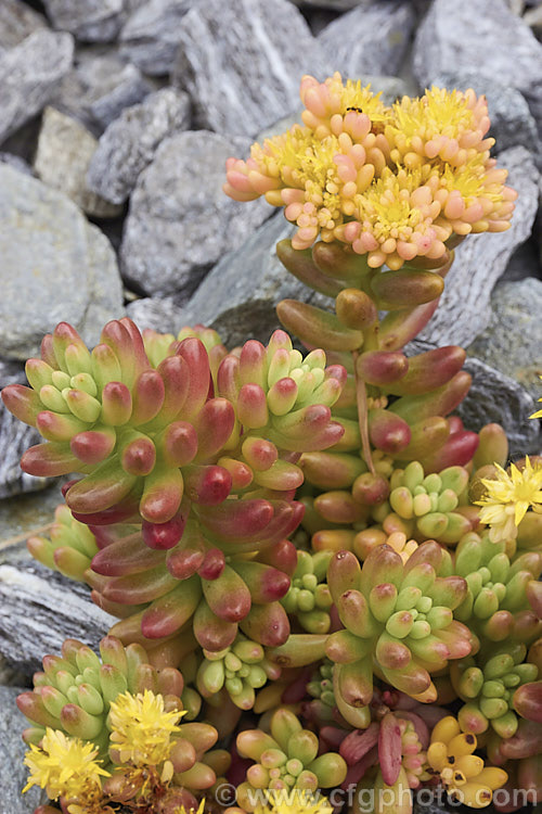 Jelly Bean Plant (<i>Sedum rubrotinctum</i>), a low, spreading, very fleshy leaved succulent native to California and Mexico. It leaves colour brightly in full sun, developing red and orange tones, which together with their shape and size give the plant its common name. The sprays of small yellow flowers appear mainly in spring. sedum-2492htm'>Sedum. <a href='crassulaceae-plant-family-photoshtml'>Crassulaceae</a>.