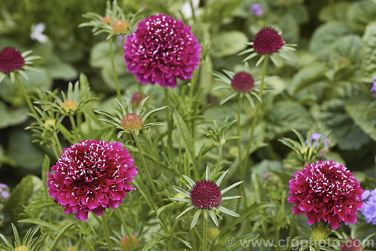 Scabiosa 'Crimson Clouds', a distinctively coloured, heavy-flowering hybrid scabious that blooms from mid spring until well into autumn. It grows to around 40cm high. scabiosa-2488htm'>Scabiosa. <a href='caprifoliaceae-plant-family-photoshtml'>Caprifoliaceae</a>.
