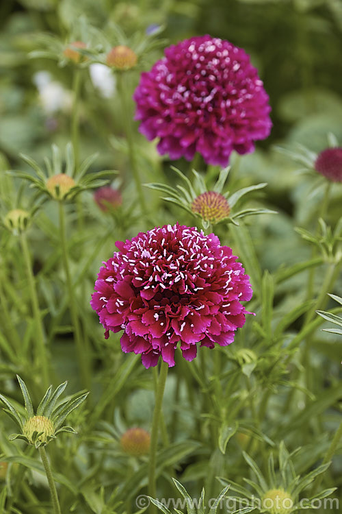 Scabiosa 'Crimson Clouds', a distinctively coloured, heavy-flowering hybrid scabious that blooms from mid spring until well into autumn. It grows to around 40cm high. scabiosa-2488htm'>Scabiosa. <a href='caprifoliaceae-plant-family-photoshtml'>Caprifoliaceae</a>.