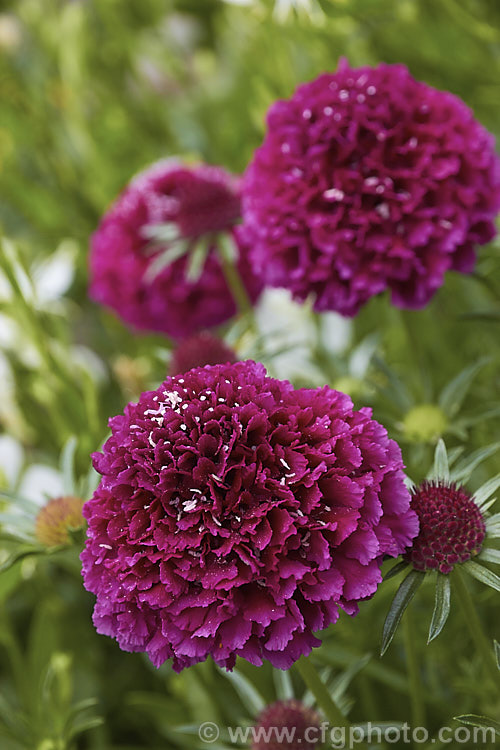 Scabiosa 'Crimson Clouds', a distinctively coloured, heavy-flowering hybrid scabious that blooms from mid spring until well into autumn. It grows to around 40cm high. scabiosa-2488htm'>Scabiosa. <a href='caprifoliaceae-plant-family-photoshtml'>Caprifoliaceae</a>.