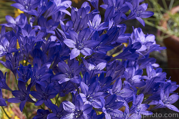 Triteleia laxa (syn. Brodiaea laxa</i>) 'Queen Fabiola', a large- and dark-flowered cultivar of Ithuriel's Spear, Grassnut or Triplet. Lily (<i>Triteleia laxa [syn. Brodiaea laxa]), a western North American summer-flowering corm with wiry flower stems topped with large heads of mauve to purple-blue flowers. The corms are said to be edible