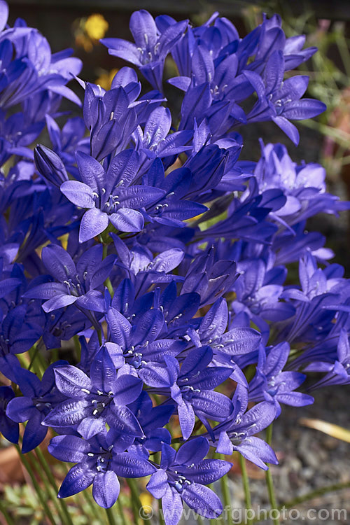 Triteleia laxa (syn. Brodiaea laxa</i>) 'Queen Fabiola', a large- and dark-flowered cultivar of Ithuriel's Spear, Grassnut or Triplet. Lily (<i>Triteleia laxa [syn. Brodiaea laxa]), a western North American summer-flowering corm with wiry flower stems topped with large heads of mauve to purple-blue flowers. The corms are said to be edible