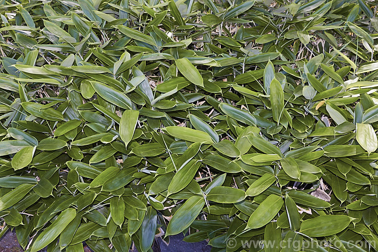 Kuma. Zasa (<i>Sasa veitchii</i>), an 80cm-15m high, slowly spreading, rhizomatous bamboo native to Japan. The dry papery edge to the foliage is normal and appears early, but as seen here it is not present on the very young foliage. sasa-3282htm'>Sasa. .