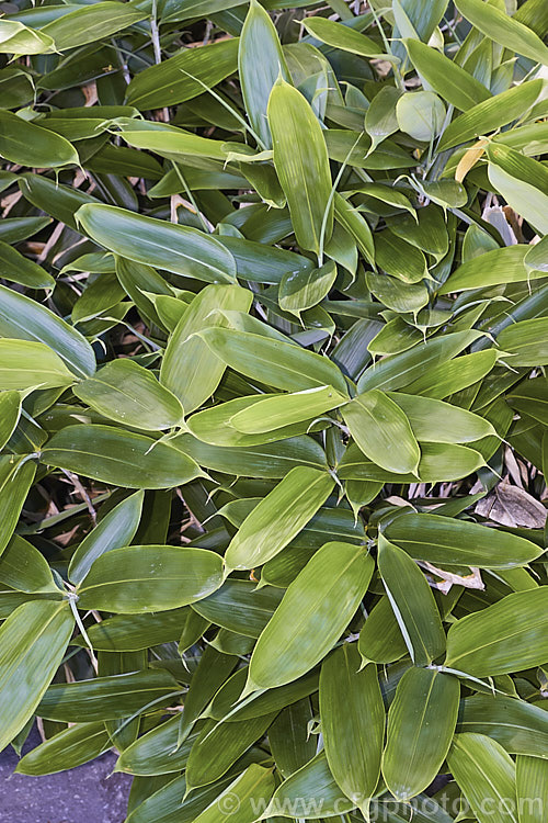 Kuma. Zasa (<i>Sasa veitchii</i>), an 80cm-15m high, slowly spreading, rhizomatous bamboo native to Japan. The dry papery edge to the foliage is normal and appears early, but as seen here it is not present on the very young foliage. sasa-3282htm'>Sasa. .