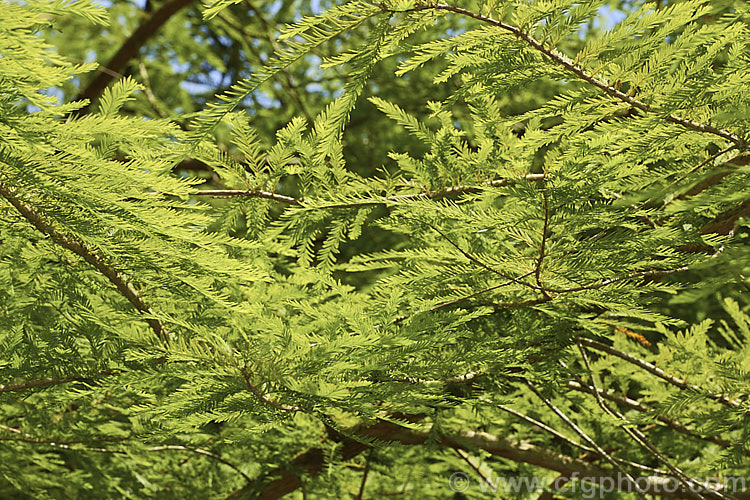The soft, light green summer foliage of the Swamp Cypress or Bald. Cypress (<i>Taxodium distichum</i>), one of the few deciduous conifers. Capable of growing in shallow water, this species is native to the southeast United States. taxodium-2129htm'>Taxodium. Order: Pinales, Family: Cupressaceae