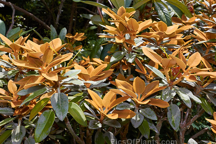 <i>Rhododendron pachysanthum</i> (syn. <i>Rhododendron venturi</i>), a small densely foliaged shrub native to Taiwan where it occurs at around 3300m altitude. It is cultivated as much for its foliage, which has a thick rusty brown indumentum on both sides until mature, when the upper surfaces become green, as for its white to pale pink flowers. Order: Ericales, Family: Ericaceae