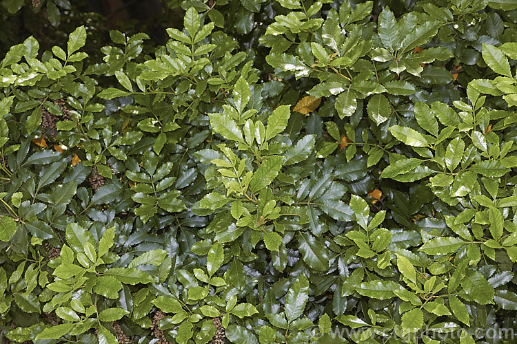 The summer foliage of Kamahi (<i>Weinmannia racemosa</i>), an evergreen tree found throughout New Zealand from Waikato southwards. It grows 15-24m tall and its nectar-rich flowers are very popular with bees. The timber has some uses but it lacks durability and the foliage is sometimes cut for the florists' use. weinmannia-2395htm'>Weinmannia. <a href='cunoniaceae-plant-family-photoshtml'>Cunoniaceae</a>.
