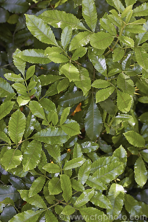 The summer foliage of Kamahi (<i>Weinmannia racemosa</i>), an evergreen tree found throughout New Zealand from Waikato southwards. It grows 15-24m tall and its nectar-rich flowers are very popular with bees. The timber has some uses but it lacks durability and the foliage is sometimes cut for the florists' use. weinmannia-2395htm'>Weinmannia. <a href='cunoniaceae-plant-family-photoshtml'>Cunoniaceae</a>.
