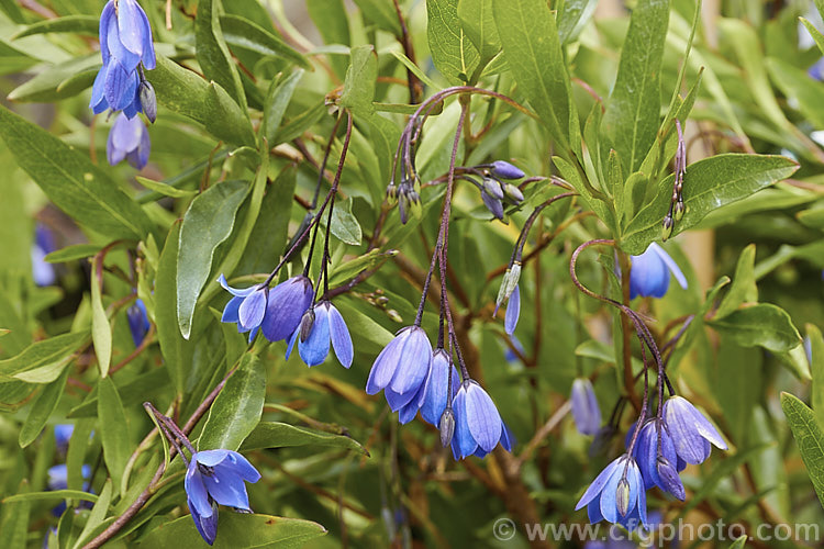 Australian Bluebell (<i>Sollya heterophylla [syn. Sollya fusiformis]), a spring- to autumn-flowering sprawling shrub native to Western Australia. In cultivation it is usually trained as a climber. It also occurs in white- and pink-flowered forms and the flowers are followed by small, oval, dark blue fruits. sollya-3320htm'>Sollya. Order: Apiales, Family: Pittosporaceae