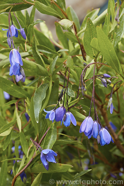 Australian Bluebell (<i>Sollya heterophylla [syn. Sollya fusiformis]), a spring- to autumn-flowering sprawling shrub native to Western Australia. In cultivation it is usually trained as a climber. It also occurs in white- and pink-flowered forms and the flowers are followed by small, oval, dark blue fruits. sollya-3320htm'>Sollya. Order: Apiales, Family: Pittosporaceae