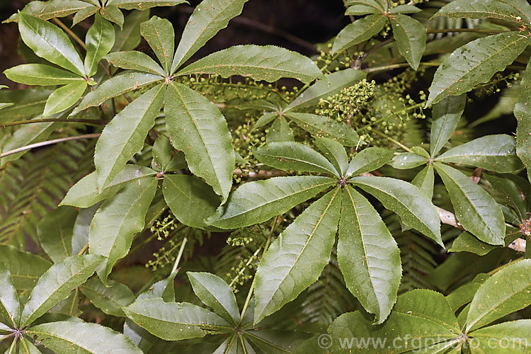 Pate or Patete (<i>Schefflera digitata</i>), an evergreen shrub or small tree up to 8m tall It occurs in forest areas of all the main islands of New Zealand, preferring a near-frost-free climate. Its sprays of small green flowers, visible here, are followed by purple-pink-tinted fruits. schefflera-2489htm'>Schefflera. Order: Apiales, Family: Araliaceae
