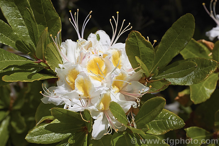 Western Azalea (<i>Rhododendron occidentale</i>), a fragrant-flowered deciduous shrub native to the western coast of the United States. It is a large bush that can grow to 4m high and wide