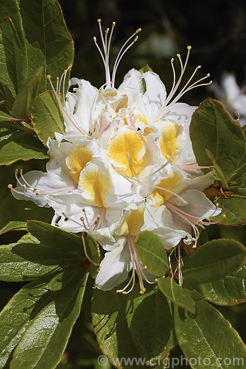 Western Azalea (<i>Rhododendron occidentale</i>), a fragrant-flowered deciduous shrub native to the western coast of the United States. It is a large bush that can grow to 4m high and wide