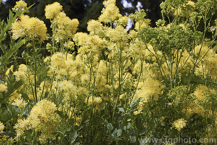 Yellow Meadow Rue (<i>Thalictrum flavum</i>), a late spring- to summer-flowering perennial native to Europe and North Africa. Its flower stems grow 1-1.5m tall thalictrum-2040htm'>Thalictrum.