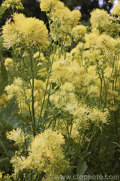 Yellow Meadow Rue (<i>Thalictrum flavum</i>), a late spring- to summer-flowering perennial native to Europe and North Africa. Its flower stems grow 1-1.5m tall thalictrum-2040htm'>Thalictrum.