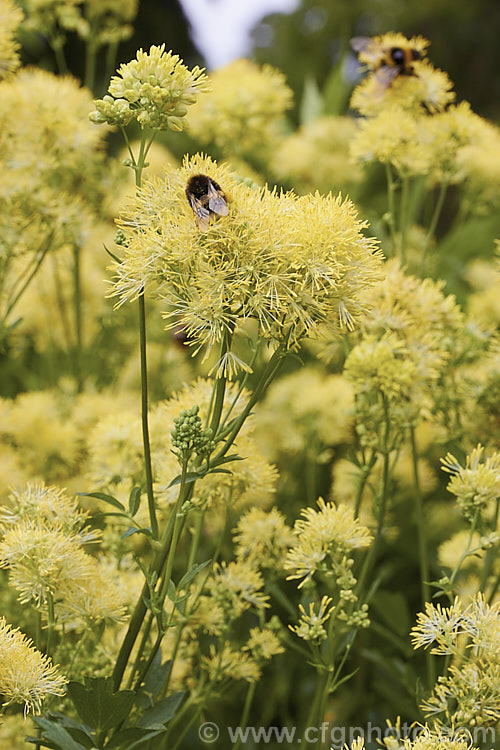 Yellow Meadow Rue (<i>Thalictrum flavum</i>), a late spring- to summer-flowering perennial native to Europe and North Africa. Its flower stems grow 1-1.5m tall thalictrum-2040htm'>Thalictrum.