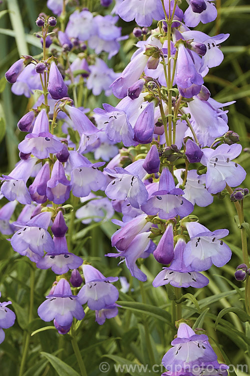 <a href='plantaginaceae-plant-family-photoshtml'>Plantaginaceae</a>