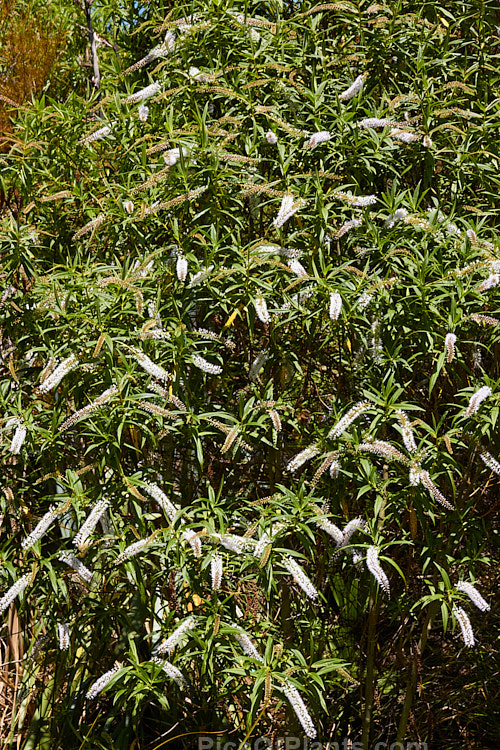 Koromiko (<i>Veronica salicifolia</i> [syn. <i>Hebe salicifolia</i>]), a large evergreen shrub native to New Zealand, where it occurs throughout the South Island and Stewart Island The main flowering period is early summer, but in a mild climate the plant has flowerheads for much of the year. It can grow to as much as 4.5m high and wide but is easily kept trimmed to a much smaller size. Order: Lamiales, Family: Plantaginaceae