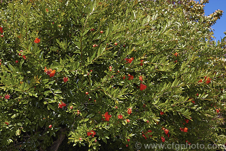 Pomegranate (<i>Punica granatum</i>), a summer- and autumn-flowering 2 x 6m tall shrub or small tree. The fruit needs warm summers to mature. punica-2768htm'>Punica. <a href='lythraceae-plant-family-photoshtml'>Lythraceae</a>.