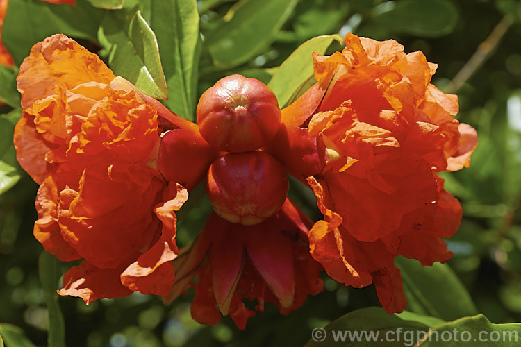 Pomegranate (<i>Punica granatum</i>), a summer- and autumn-flowering 2 x 6m tall shrub or small tree. The fruit needs warm summers to mature. punica-2768htm'>Punica. <a href='lythraceae-plant-family-photoshtml'>Lythraceae</a>.