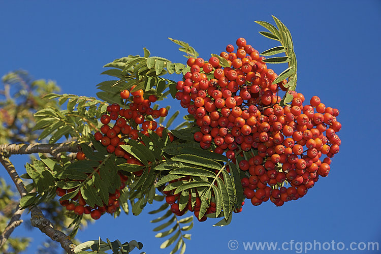 Rowan or Mountain Ash (<i>Sorbus aucuparia</i>), a small Eurasian deciduous tree. The clusters of orange-red berries follow spring-borne heads of tiny white to cream flowers. The fruit matures early and is ripe by mid- to late summer. sorbus-2143htm'>Sorbus.