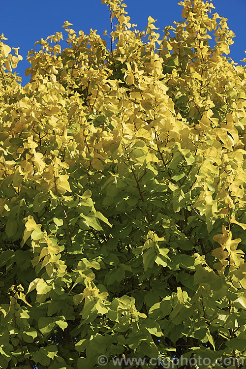 Golden Wych Elm (<i>Ulmus glabra 'Lutescens'), a cultivar of the Scotch Elm or Wych Elm that has soft buttery yellow spring foliage that matures to bright yellow (lime green where shaded</i>) before turning golden in autumn. It grows to around 15m tall, with a slightly wider spread. It is quite easily confused with the Golden Elm (<i>Ulmus procera 'Louis van Houtte'), but has larger, softer leaves. Order: Rosales, Family: Ulmaceae