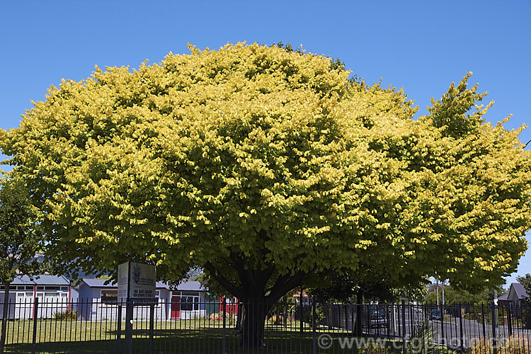Golden Wych Elm (<i>Ulmus glabra 'Lutescens'), a cultivar of the Scotch Elm or Wych Elm that has soft buttery yellow spring foliage that matures to bright yellow (lime green where shaded</i>) before turning golden in autumn. It grows to around 15m tall, with a slightly wider spread. It is quite easily confused with the Golden Elm (<i>Ulmus procera 'Louis van Houtte'), but has larger, softer leaves. Order: Rosales, Family: Ulmaceae
