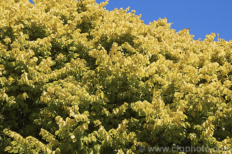 Golden Wych Elm (<i>Ulmus glabra 'Lutescens'), a cultivar of the Scotch Elm or Wych Elm that has soft buttery yellow spring foliage that matures to bright yellow (lime green where shaded</i>) before turning golden in autumn. It grows to around 15m tall, with a slightly wider spread. It is quite easily confused with the Golden Elm (<i>Ulmus procera 'Louis van Houtte'), but has larger, softer leaves. Order: Rosales, Family: Ulmaceae