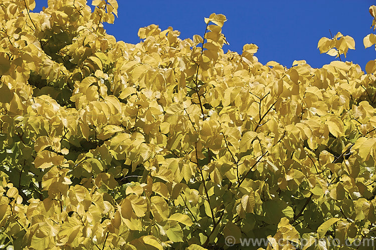 Golden Wych Elm (<i>Ulmus glabra 'Lutescens'), a cultivar of the Scotch Elm or Wych Elm that has soft buttery yellow spring foliage that matures to bright yellow (lime green where shaded</i>) before turning golden in autumn. It grows to around 15m tall, with a slightly wider spread. It is quite easily confused with the Golden Elm (<i>Ulmus procera 'Louis van Houtte'), but has larger, softer leaves. Order: Rosales, Family: Ulmaceae