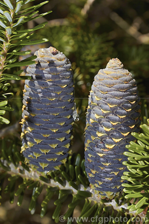 Korean Fir (<i>Abies koreana</i>), an evergreen. South Korean conifer up to 15m tall. It has short, thick, leathery leaves and often produces an abundance of cones, which are very attractive when young. They are initially purple-blue overall and quite squat, but as they mature, they elongate and small creamy yellow wings form the seeds begin to emerge from the cones, which often drip clear resin. There are several cultivars, including dwarf forms. Order: Pinales, Family: Pinaceae