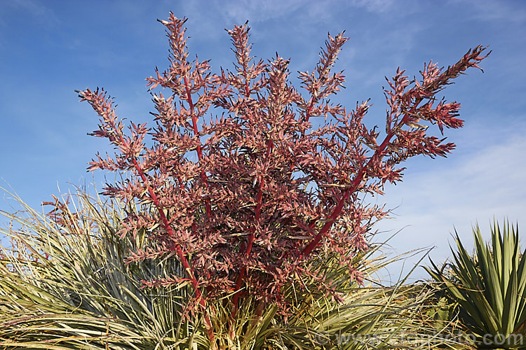 Puya spathacea, a clumping terrestrial bromeliad native to north-central Argentina. It blooms in summer and the flower stems are over 1m tall. The blue flowers contrast with the pink of the stems and sepals