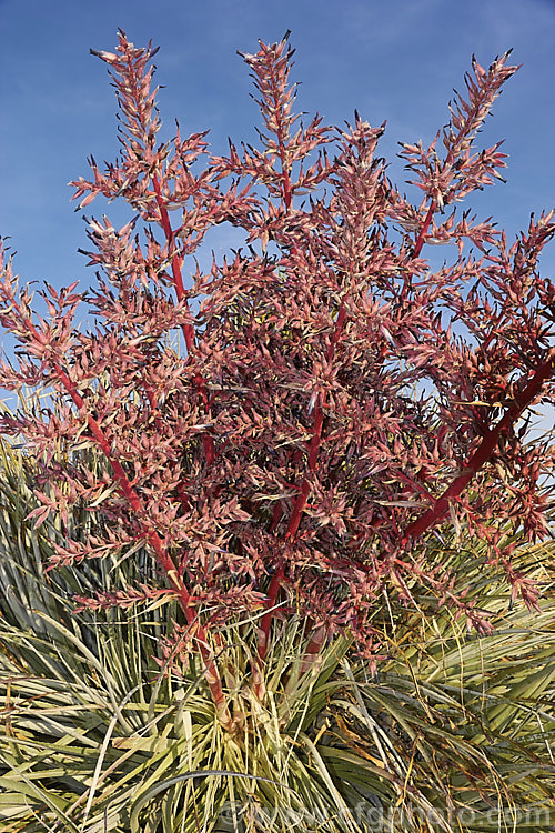 Puya spathacea, a clumping terrestrial bromeliad native to north-central Argentina. It blooms in summer and the flower stems are over 1m tall. The blue flowers contrast with the pink of the stems and sepals