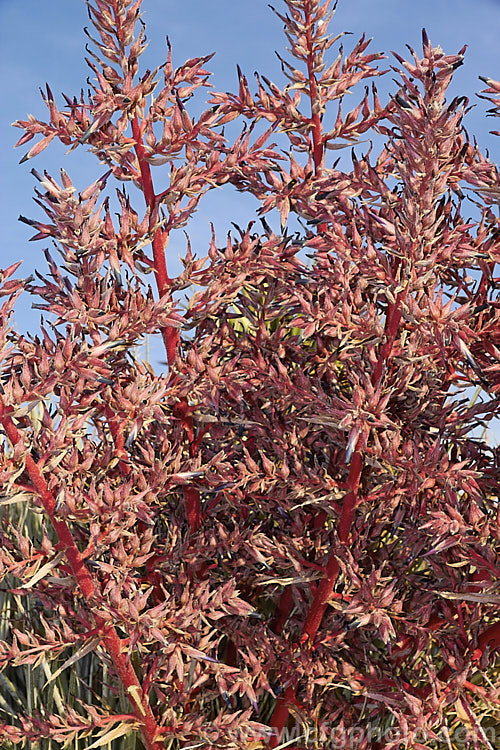 Puya spathacea, a clumping terrestrial bromeliad native to north-central Argentina. It blooms in summer and the flower stems are over 1m tall. The blue flowers contrast with the pink of the stems and sepals