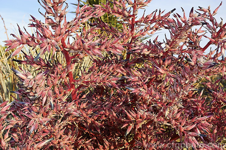 Puya spathacea, a clumping terrestrial bromeliad native to north-central Argentina. It blooms in summer and the flower stems are over 1m tall. The blue flowers contrast with the pink of the stems and sepals