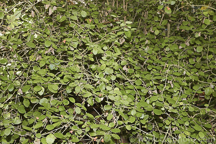 Waiuatua or Matata (<i>Rhabdothamnus solandri</i>), the only New Zealand member of the Gesneriaceae, this 90-180cm tall evergreen shrub flowers sporadically throughout the year