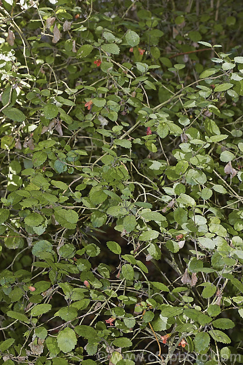 Waiuatua or Matata (<i>Rhabdothamnus solandri</i>), the only New Zealand member of the Gesneriaceae, this 90-180cm tall evergreen shrub flowers sporadically throughout the year